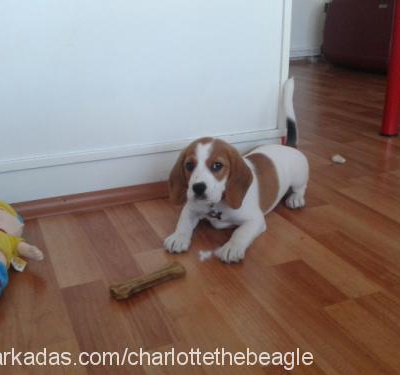 charlotte Dişi Beagle