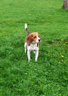 odİe Erkek Beagle