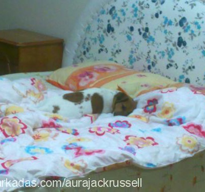 aura Dişi Jack Russell Terrier