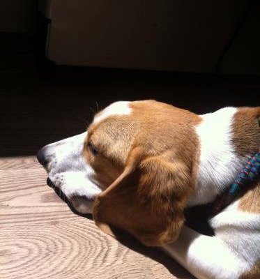 roma Erkek Beagle
