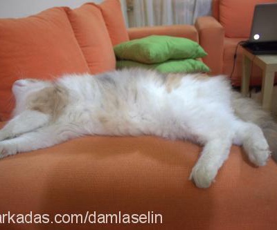 bıdık Dişi Ankara Kedisi (Angora)