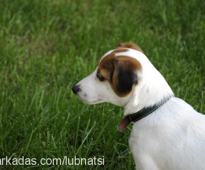charliebrown Erkek Jack Russell Terrier