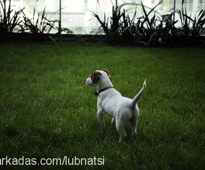 charliebrown Erkek Jack Russell Terrier
