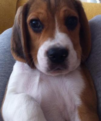 hugo Erkek Beagle