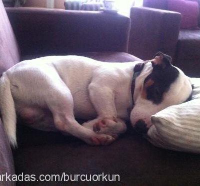 Çakıl Erkek Jack Russell Terrier
