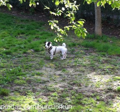 Çakıl Erkek Jack Russell Terrier