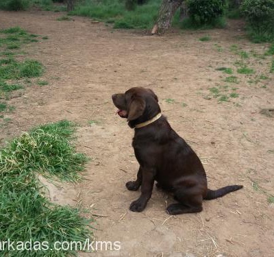 maylo Erkek Labrador Retriever