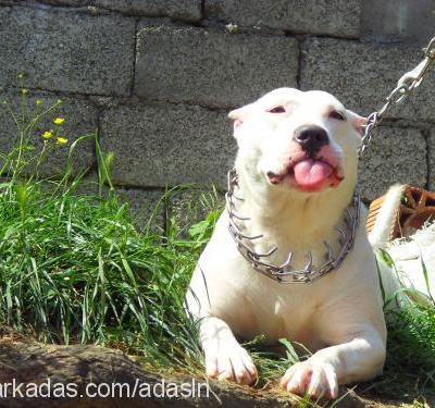 mika Dişi Amerikan Pitbull Terrier