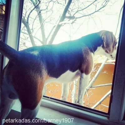barney Erkek Beagle