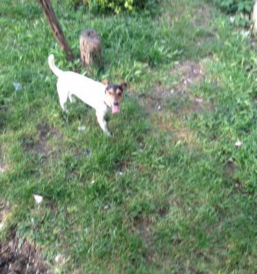 chase Erkek Jack Russell Terrier