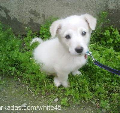 white Erkek Cairn Terrier