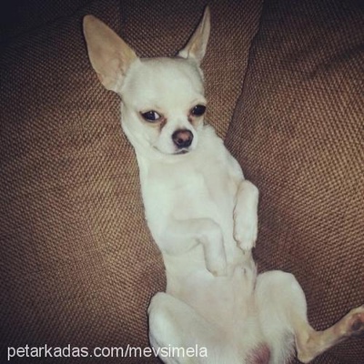 white Erkek Chihuahua