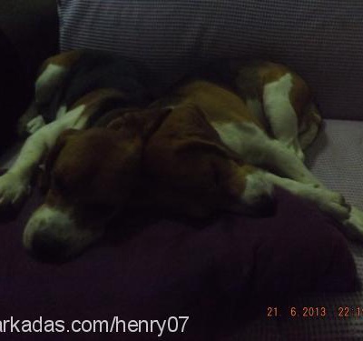 henry Erkek Beagle