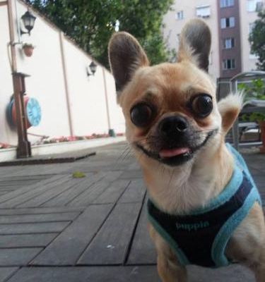 dolce Erkek Chihuahua