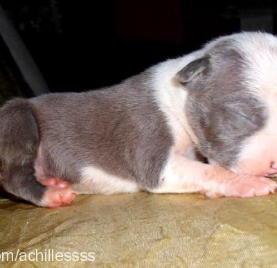 yenibebekler Dişi Amerikan Staffordshire Terrier