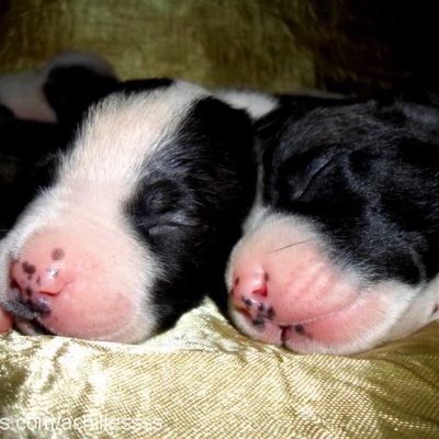 yenibebekler Dişi Amerikan Staffordshire Terrier