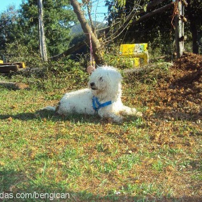 messi Dişi West Highland White Terrier