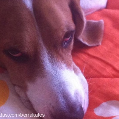 oscarosi Erkek Beagle