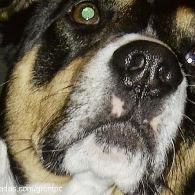 Çiko Erkek Jack Russell Terrier