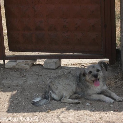 bihter Dişi Border Terrier