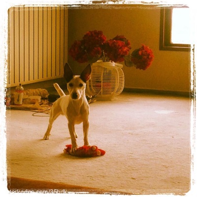 mario Erkek Jack Russell Terrier