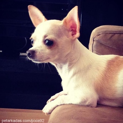 pixie Erkek Chihuahua