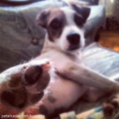 chuck Erkek Jack Russell Terrier
