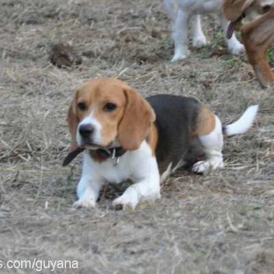 haşmet Erkek Beagle