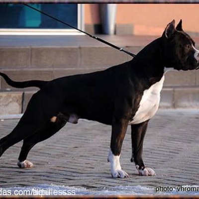 amstaffyavrular Erkek Amerikan Staffordshire Terrier