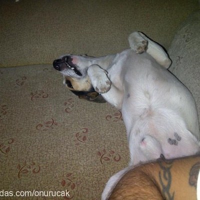 pascal Erkek Jack Russell Terrier