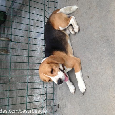 cesur Erkek Beagle