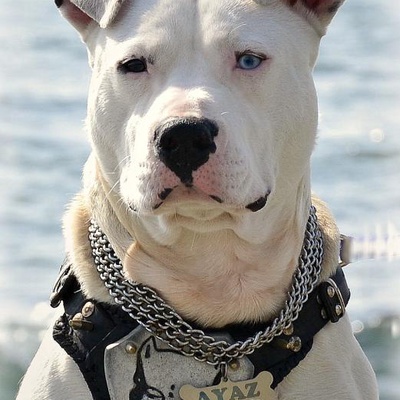 ayaz Erkek Amerikan Pitbull Terrier