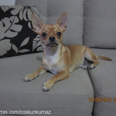weiser Erkek Chihuahua