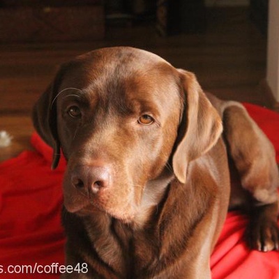 coffee Erkek Labrador Retriever