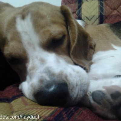 haydut Erkek Beagle
