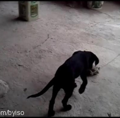 arthur Erkek Labrador Retriever