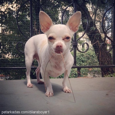 lolita Dişi Chihuahua