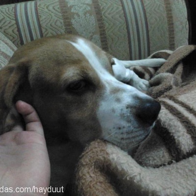 haydut Erkek Beagle