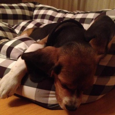 miço Erkek Beagle