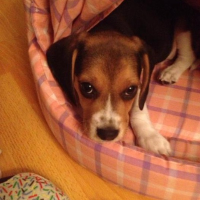 miço Erkek Beagle