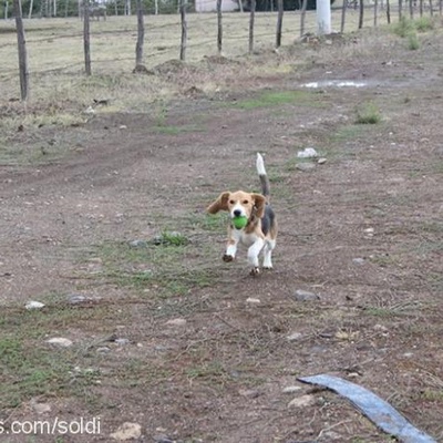 soldi Erkek Beagle