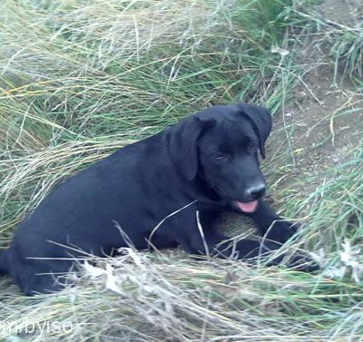 arthur Erkek Labrador Retriever