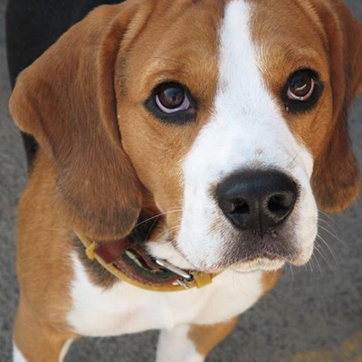 alex Erkek Beagle