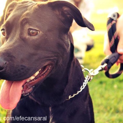 maryjaneblack Dişi Amerikan Pitbull Terrier