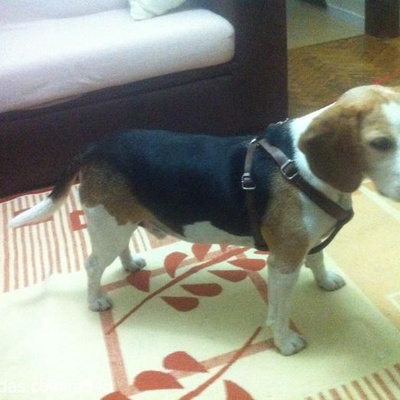 poker Erkek Beagle