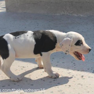 chucky Erkek Amerikan Pitbull Terrier