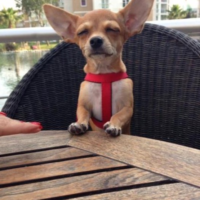 mocha Erkek Chihuahua
