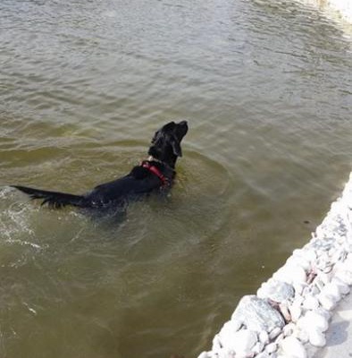 rio Erkek Labrador Retriever