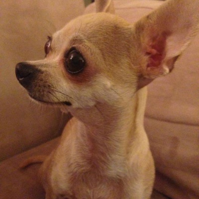 jessy Dişi Chihuahua