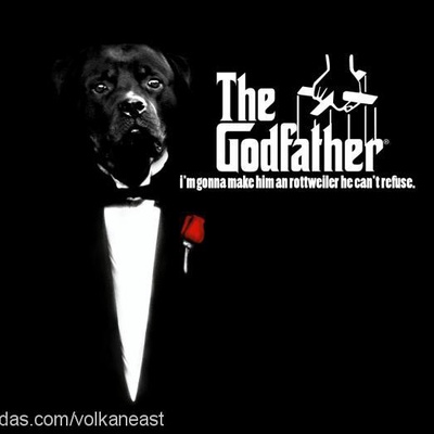 mafia Erkek Rottweiler